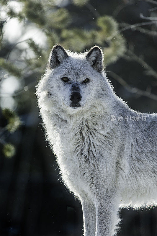 灰狼或灰狼(Canis lupus)是一种原产于北美荒野和偏远地区的犬科动物。